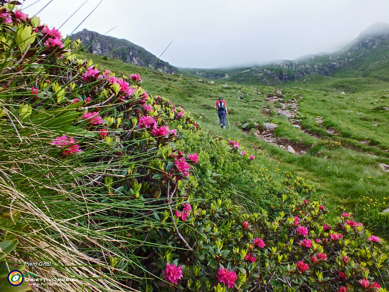 17 Rododendri in fiore.JPG